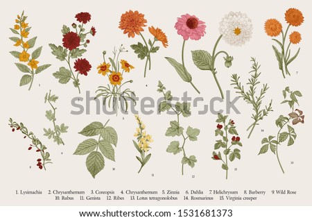 Vintage vector botanical illustration. Set. Autumn flowers and twigs. Colorful
 Royalty-Free Stock Photo #1531681373