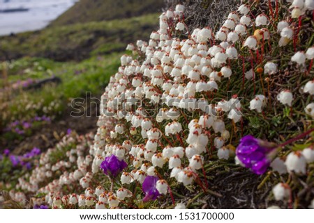 flowers in an alpine meadow