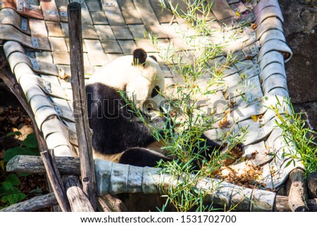 Panda pictured at a national zoo
