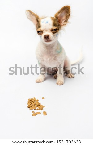 Chihuahua puppies are painted on white