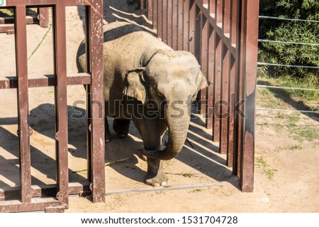 Elephant pictured at a national zoo