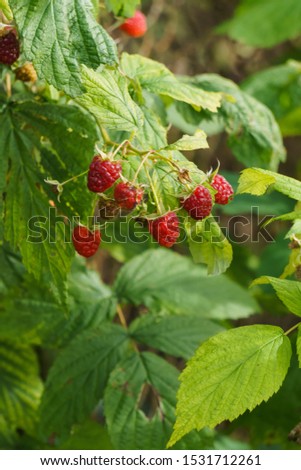 Red raspberries on the branches in the garden.