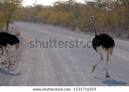 Ostriches in the Etosha National Park, Namibia