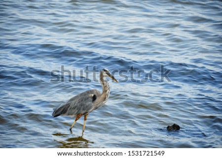 Florida Bird is catching fish in Tampa bay