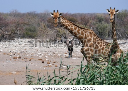 Giraffes in the Etosha National Park, Namibia