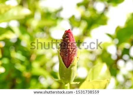 Infestation of Aphids on hibiscus bud, colony of apids on hibiscus