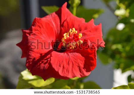 Red hibiscus flower with yellow stamen