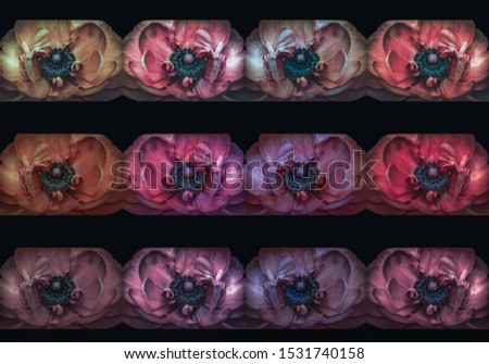 A dozen variations of vintage pastel colored buttercup blossoms in a collage on black background