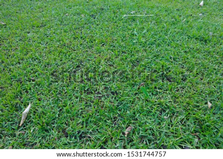 Green grass flooring for the background.