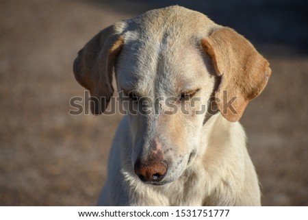 The Moroccan simple Dog close up portrait