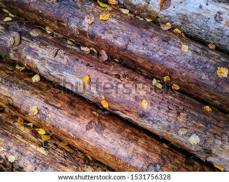 wet logs laid nearby and adhering yellow leaves