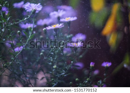 Perennial Asters - Small lilac flowers in the garden.