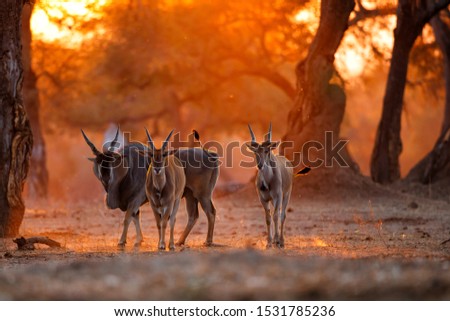 The common eland, also known as the southern eland or eland antelope with back light with sunset in Mana Pools National Park in Zimbabwe Royalty-Free Stock Photo #1531785236