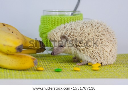 Hedgehog on the background of the dishes. Rodent with glasses. Hedgehog with bananas. Decorative animals close up.