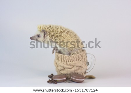 Hedgehog sitting in a glass. Rodent on the background of the dishes. Decorative animals close up.