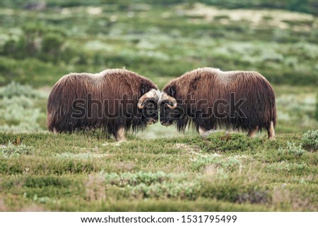 musk ox in the mountains of the dovrefjell in center of Norway Royalty-Free Stock Photo #1531795499