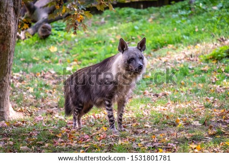 Brown hyena standing in forest under tree