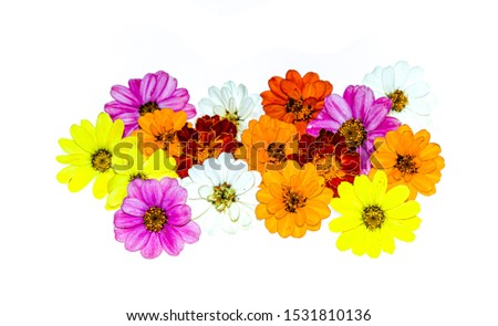 Bright autumn flowers on a white background with free space for text