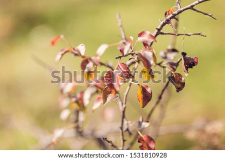 small tree with red leaves, autumn grass. meadow with dry grass, natural autumnal backgrounds.