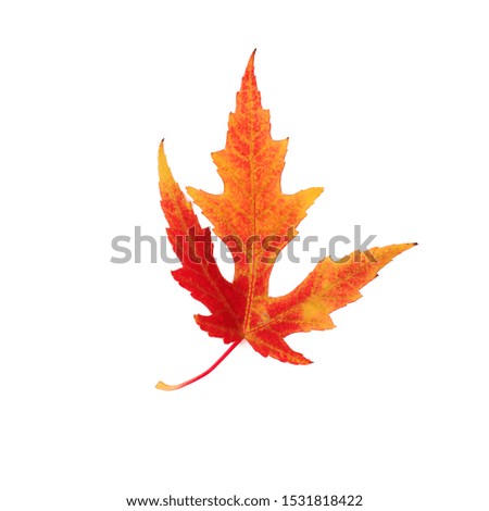 
Beautiful red-yellow autumn leaf on a white isolated background