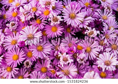 Bright pink-purple asters with yellow centers