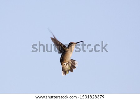 Beautiful Hummingbird in flight. Photo taken in Texas. 