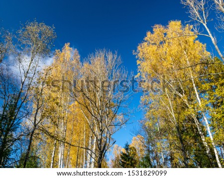 picture with beautiful colorful trees against the blue sky, autumn