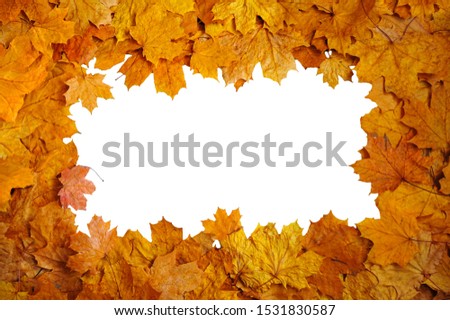 
autumn frame of yellow leaves on a white background