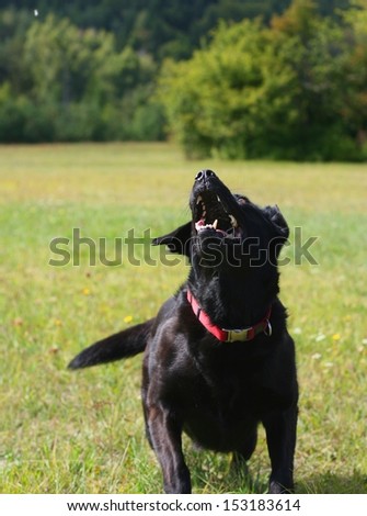 A black dog playing and showing teeth in a meadow in the woods, green background