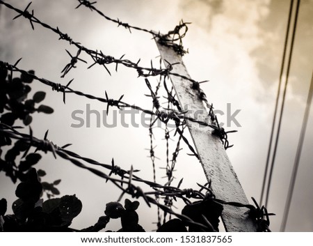 Tangle of barbed wire against the darkness sky, Silhouette photo effect.