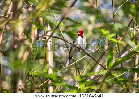 Red cowled Cardinal photographed in Linhares, Espirito Santo. Southeast of Brazil. Atlantic Forest Biome. Picture made in 2013.