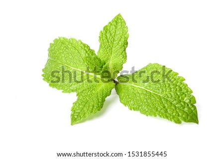 Branch mint leaves isolated on white background