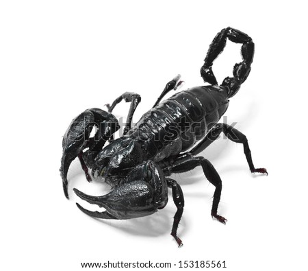 Black scorpions on white background