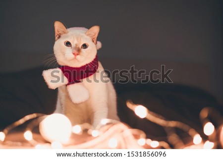 Cute white cat in Red Santa Claus hat against blurred Christmas lights in bedroom