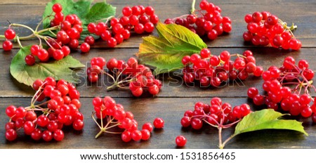 Bright red viburnum berries on an old wooden background
