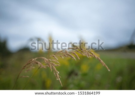 Nature, plant near the road, summer 