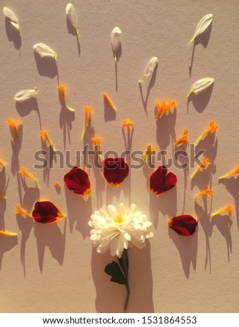 The fresh colorful petals of flower lying around on white background. Background picture.