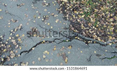 root of the tree grows and makes its way through the asphalt in the autumn season