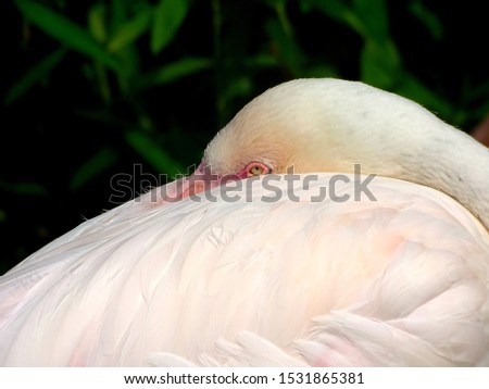 a photography of a beautiful sleeping flamingo 