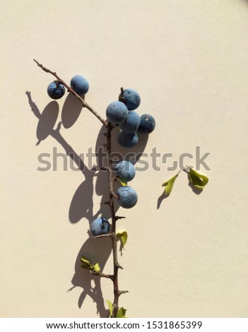 Prunus Spinosa ( blackthorn or sloe ) isolated on white background. Background picture.