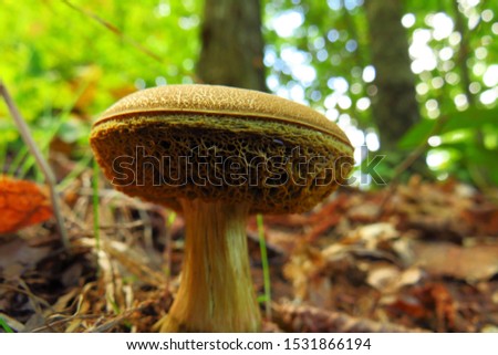 Bile mushroom (lat. Tylopilus felleus) - inedible due to its bitter taste, the tubular mushroom of the genus Tilopil (lat. Tylopilus) of the Boletaceae family.