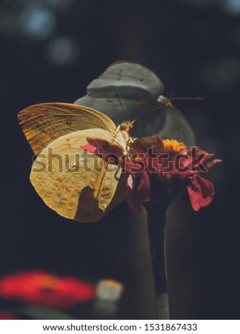 A butterfly is perched on a flower