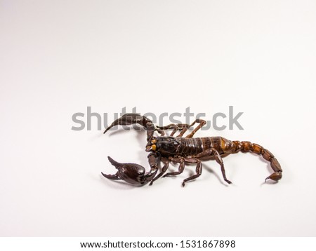 black scorpion on white isolated background
