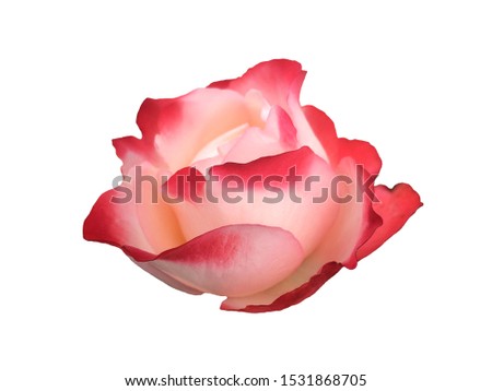 Pink rose flower on a white background