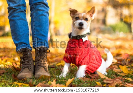 Close up portrait of a cute Jack Russell dog in a suit walking in the autumn park. The puppy is dressed in a sweater and sits at the feet of a man by the boots, the feet of a person with a pet Royalty-Free Stock Photo #1531877219