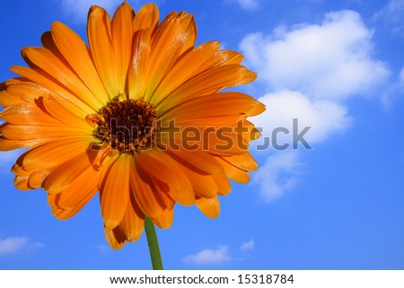 Yellow-orange flower in front of blue sky