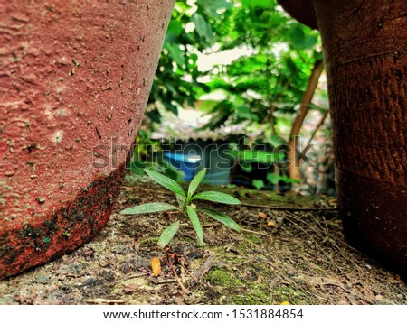beautiful picture of growing small plant 