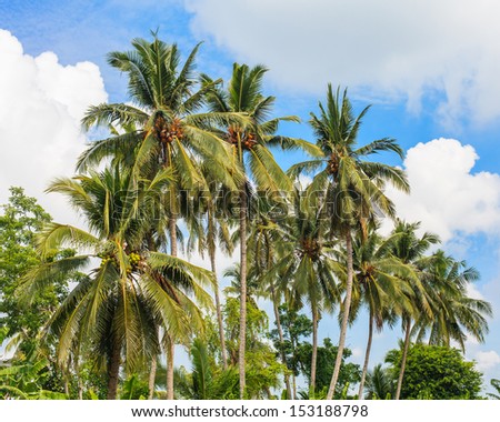 coconut trees on clear sky