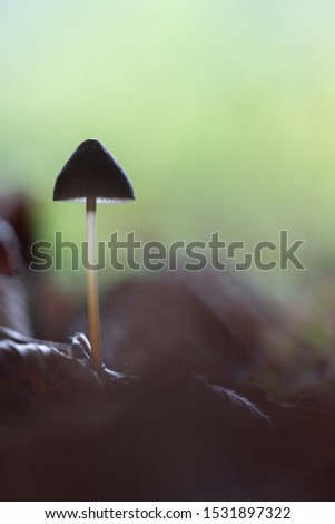 fresh little mushroom in the forest 