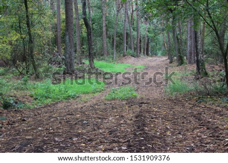 Beautiful hiking trail through the forest
